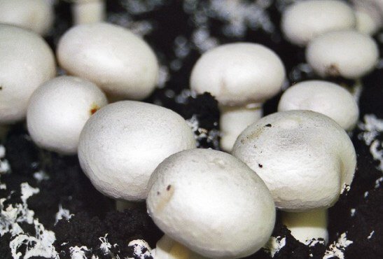 торфяной субстрат для грибов